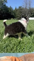 Ruby , a female Pomsky for sale in Norfolk, NE – 4 of 8