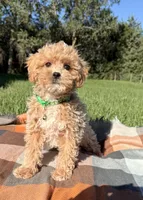 Finley, a male Maltipoo and Shih Tzu for sale in Norfolk, NE – 2 of 4