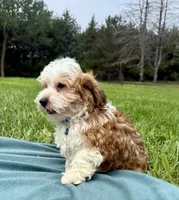 Garrett , a male Havanese for sale in Norfolk, NE – 2 of 10