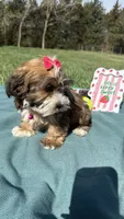 Remi , a female Havanese for sale in Norfolk, NE – 5 of 7