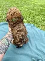 Trigg, a male Havanese for sale in Norfolk, NE – 6 of 6