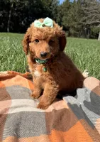 Millie, a female Miniature Goldendoodle for sale in Norfolk, NE – 3 of 7