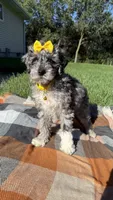 Stella, a female Maltipoo and Shih Tzu for sale in Norfolk, NE – 8 of 10