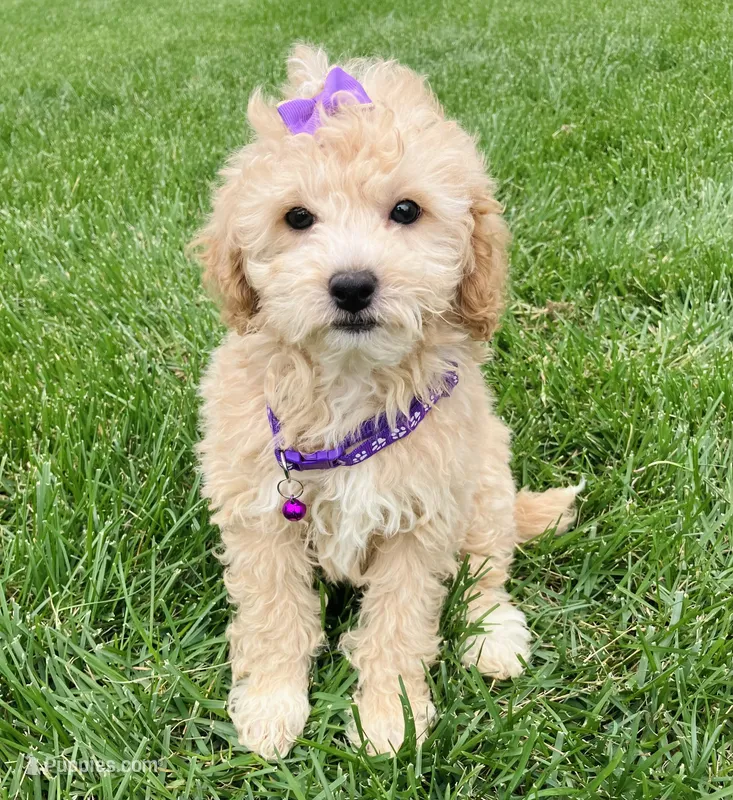 MicroMini Molly  – Goldendoodle puppy for sale in Norfolk, NE