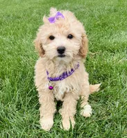 MicroMini Molly , a female Goldendoodle for sale in Norfolk, NE – 1 of 2
