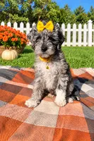 Stella, a female Maltipoo and Shih Tzu for sale in Norfolk, NE – 5 of 10