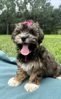 Addie , a female Havanese for sale in Norfolk, NE – 8 of 9