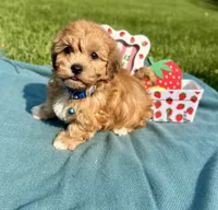 Bear, a male Havanese for sale in Norfolk, NE – 2 of 6