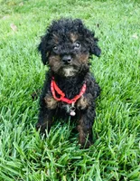 Harrison , a male Poodle - Toy  for sale in Norfolk, NE – 2 of 4