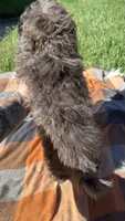 Duke, a male Havapoo for sale in Norfolk, NE – 7 of 7