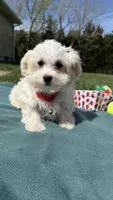 Bentley , a male Maltese and Havamalt for sale in Norfolk, NE – 3 of 5