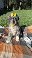 Stella, a female Maltipoo and Shih Tzu for sale in Norfolk, NE – 7 of 10