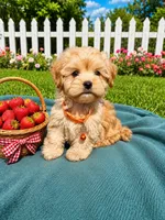 Teddy, a male Havanese for sale in Norfolk, NE – 5 of 7