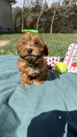 Molly , a female Havanese for sale in Norfolk, NE – 3 of 6