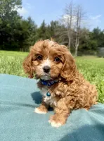 Mac, a male Cavapoo for sale in Norfolk, NE – 3 of 8