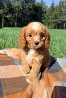 Murphy, a male Cavapoo for sale in Norfolk, NE – 4 of 9