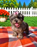 Princess , a female Havapoo for sale in Norfolk, NE – 1 of 6