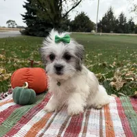Holly, a female Mal Shi for sale in Norfolk, NE – Photo 1 of 7
