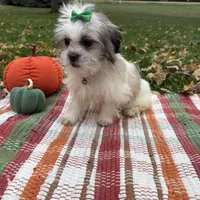 Holly, a female Mal Shi for sale in Norfolk, NE – Photo 6 of 7