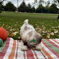Holly, a female Mal Shi for sale in Norfolk, NE – Photo 3 of 7