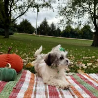 Holly, a female Mal Shi for sale in Norfolk, NE – Photo 2 of 7
