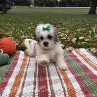Holly, a female Mal Shi for sale in Norfolk, NE – Photo 5 of 7