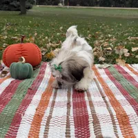 Holly, a female Mal Shi for sale in Norfolk, NE – Photo 4 of 7