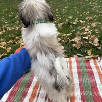 Holly, a female Mal Shi for sale in Norfolk, NE – Photo 7 of 7