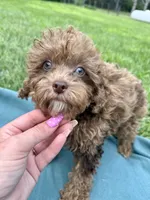 Sammy, a male Shihpoo for sale in Norfolk, NE – 9 of 10