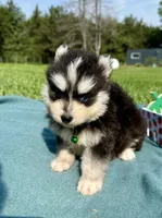 West, a male Pomsky for sale in Norfolk, NE – 10 of 10