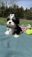 Jazz, a female Maltese and Havamalt for sale in Norfolk, NE – 3 of 8