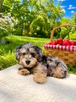 Jaxs, a male Yorkshire Terrier and Poodle - Toy  for sale in Norfolk, NE – 1 of 4