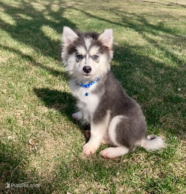 Kota  – Pomsky puppy for sale in Norfolk, NE