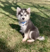 Kota , a male Pomsky for sale in Norfolk, NE – Photo 1 of 3