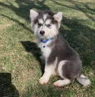 Kota , a male Pomsky for sale in Norfolk, NE – Photo 3 of 3