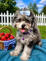 Amber, a female Shihpoo for sale in Norfolk, NE – 1 of 7