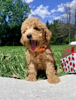 Harrison , a male Poodle - Toy  for sale in Norfolk, NE – 2 of 3