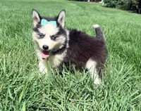 GiGi, a female Pomsky for sale in Norfolk, NE – 3 of 8