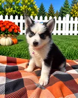 Ruby , a female Pomsky for sale in Norfolk, NE – 1 of 8