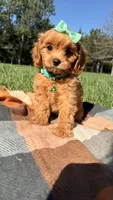 Maggie, a female Cavapoo for sale in Norfolk, NE – 8 of 9