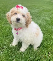 MicroMini Remi , a female Goldendoodle for sale in Norfolk, NE – 2 of 3