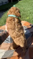 Maggie, a female Cavapoo for sale in Norfolk, NE – 3 of 9