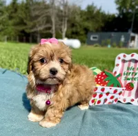 Gemma, a female Havanese for sale in Norfolk, NE – 6 of 8