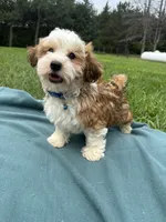 Garrett , a male Havanese for sale in Norfolk, NE – 10 of 10