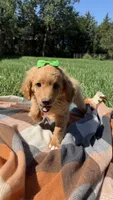 Elsa, a female Miniature Goldendoodle for sale in Norfolk, NE – 4 of 6