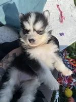 Cam, a male Pomsky for sale in Norfolk, NE – 9 of 9
