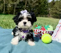 Jazz, a female Maltese and Havamalt for sale in Norfolk, NE – 2 of 8