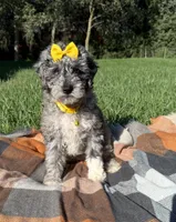 Stella, a female Maltipoo and Shih Tzu for sale in Norfolk, NE – 6 of 10