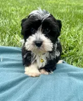 Thomas, a male Havanese for sale in Norfolk, NE – 2 of 6