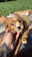 Mochi, a male Cavapoo for sale in Norfolk, NE – 7 of 9
